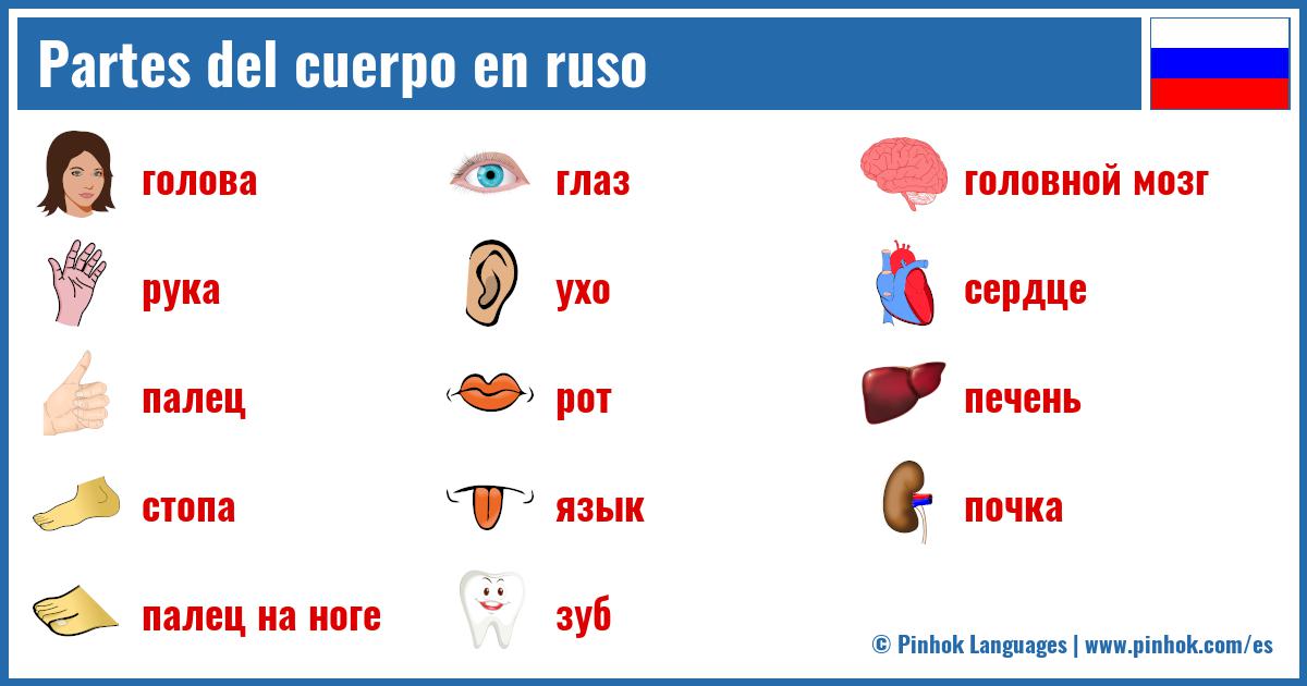 Partes del cuerpo en ruso